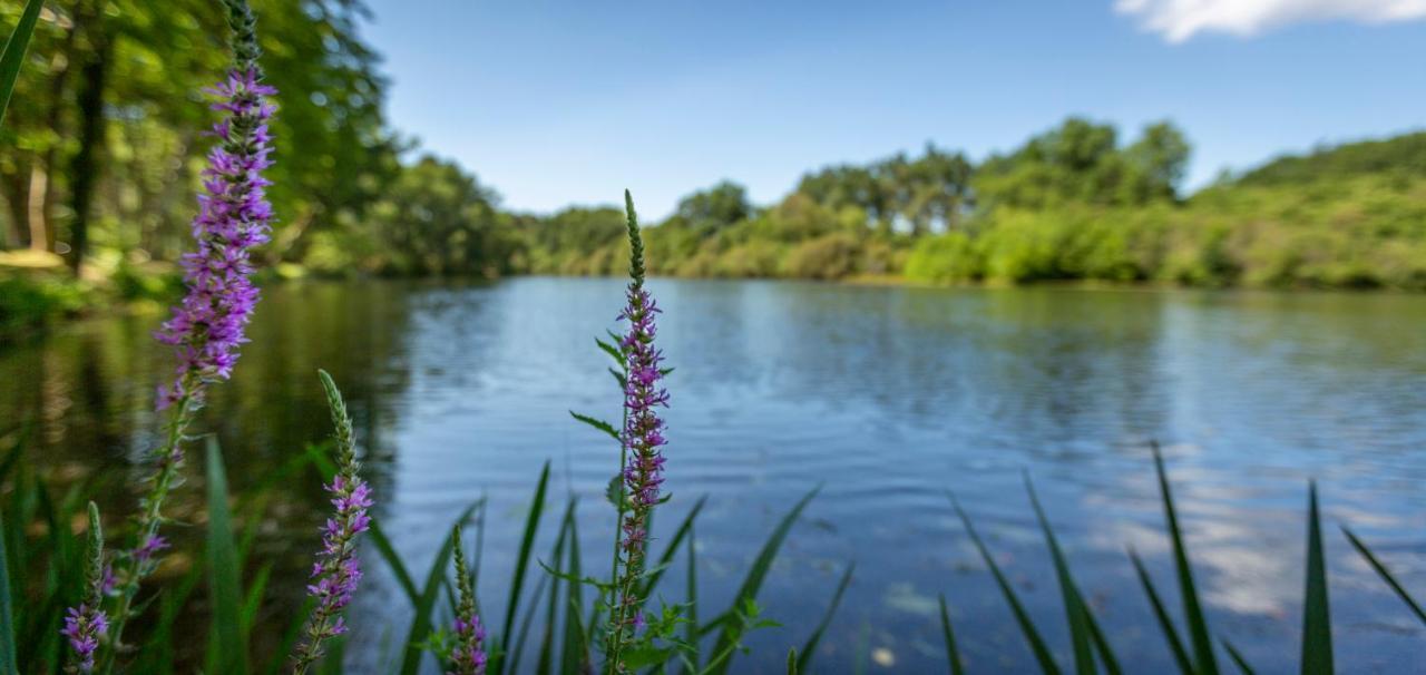 Camping L'Etang D'Ardy *** Saint-Paul-lès-Dax المظهر الخارجي الصورة